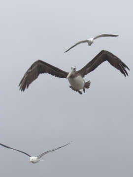 Image of Peruvian Pelican