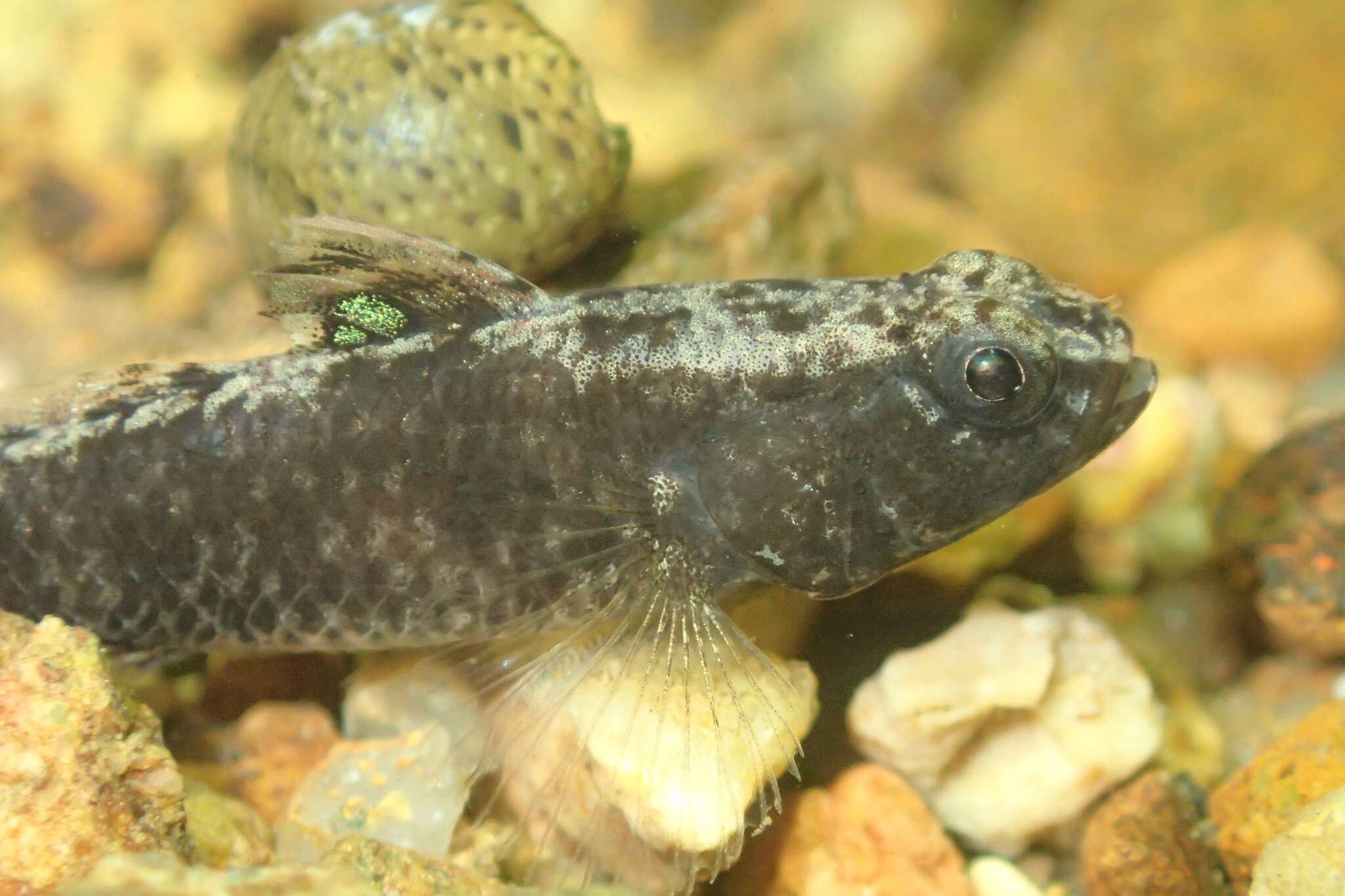 Image of Bigmouth Goby