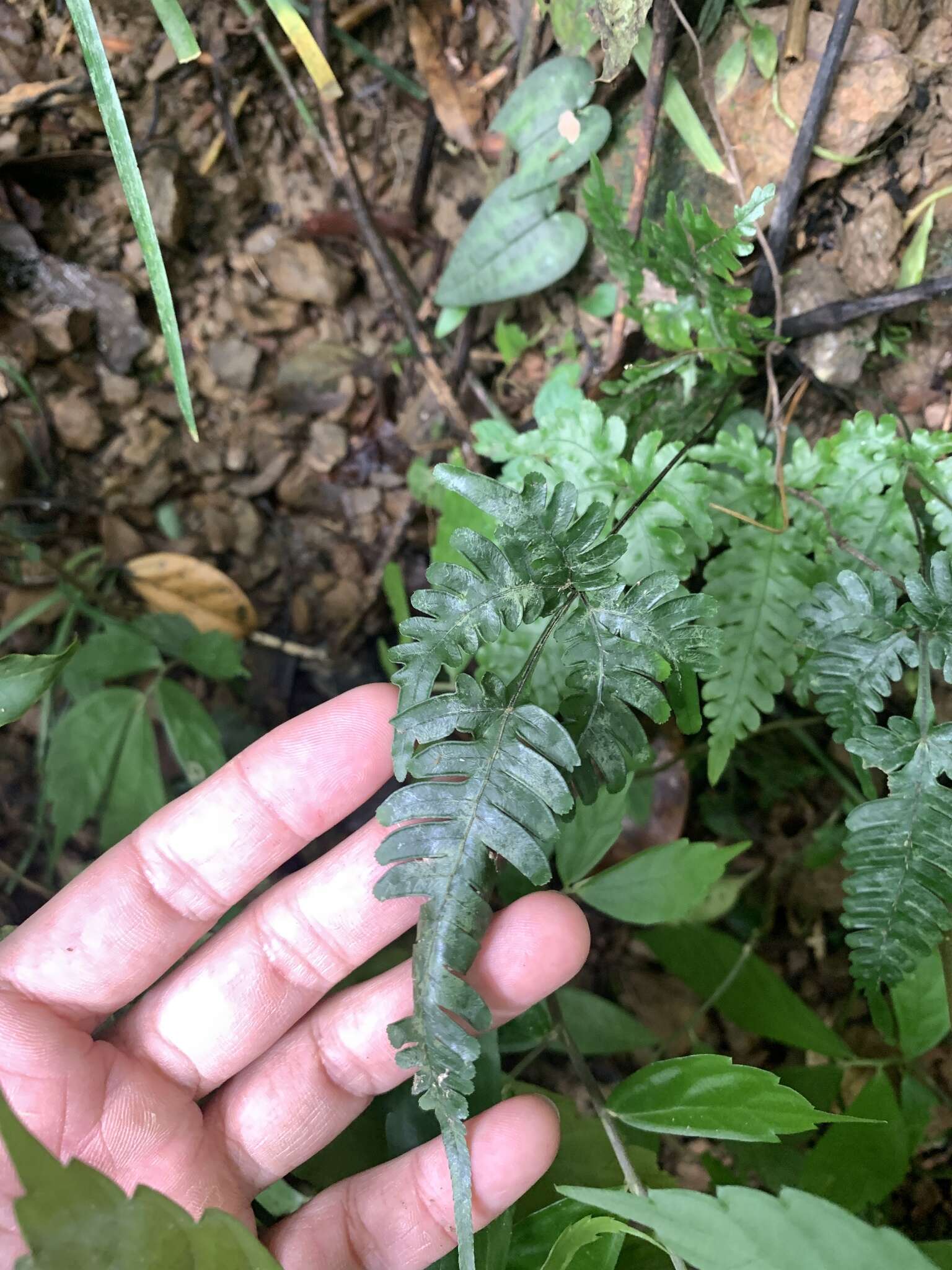 Imagem de Pteris grevilleana Wall. ex Agardh