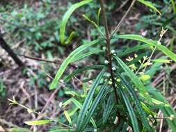 Image of Boronia splendida M. F. Duretto