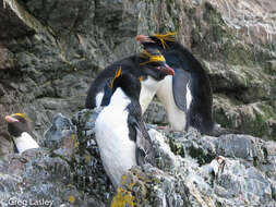 Image of Macaroni Penguin