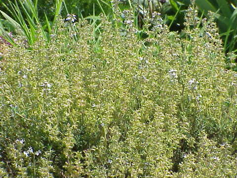 Image of Common Thyme