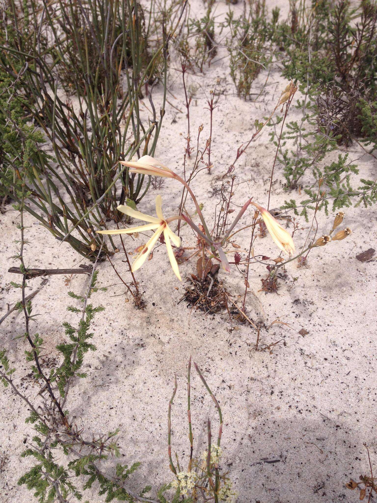 Image of Geissorhiza exscapa (Thunb.) Goldblatt