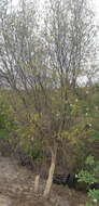 Sivun Helietta parvifolia (Gray ex Hemsl.) Benth. kuva
