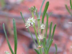 صورة Lepidium phlebopetalum (F. Muell.) F. Muell.