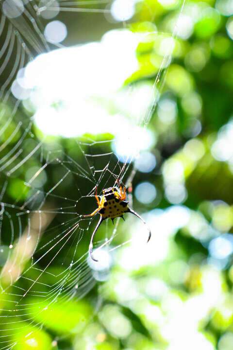 Image of Gasteracantha clavigera Giebel 1863