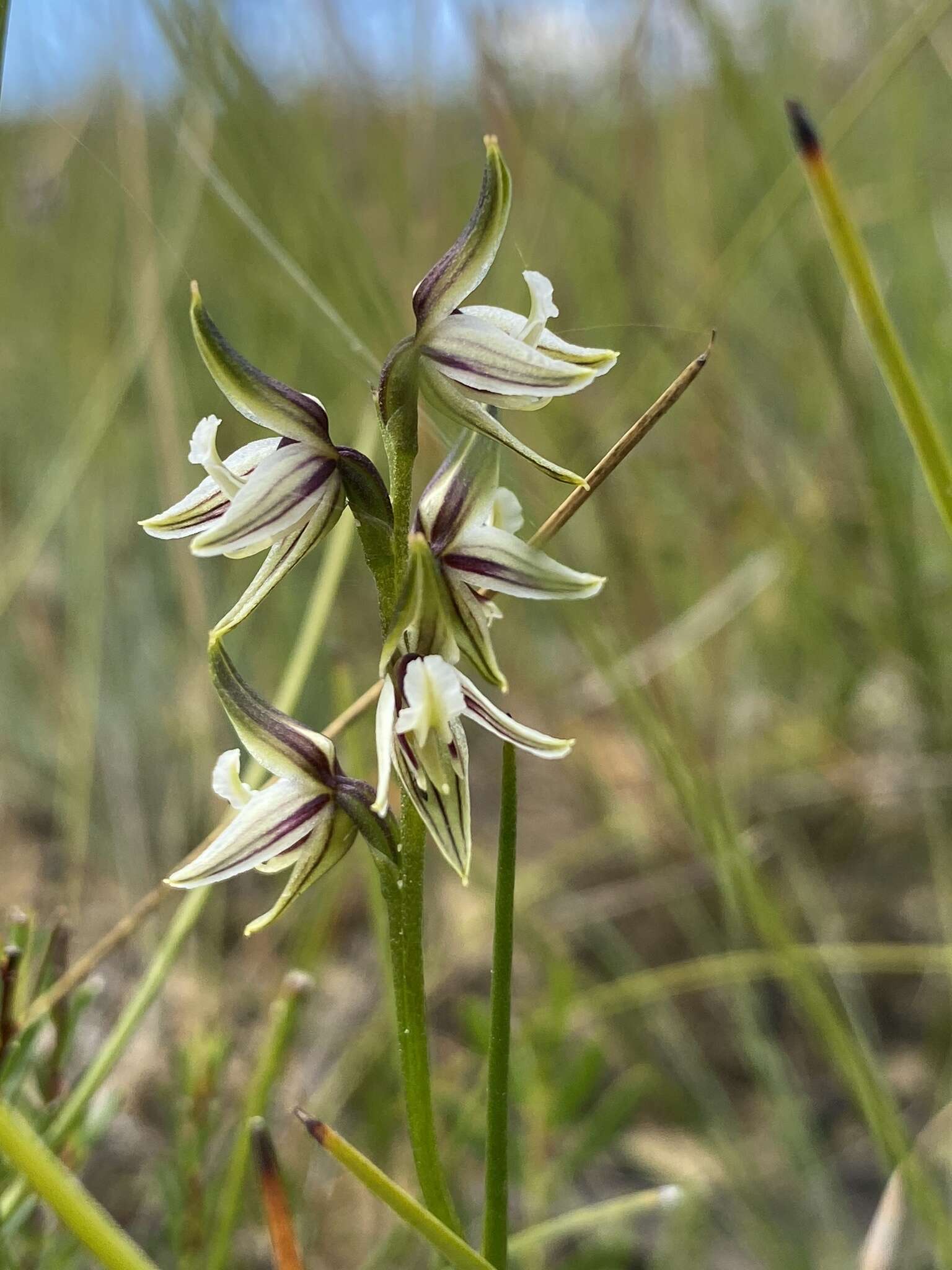 Image of Streaked leek orchid