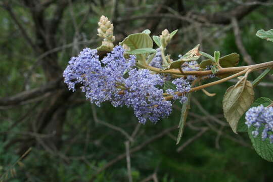 Image of Ceanothus caeruleus Lag.