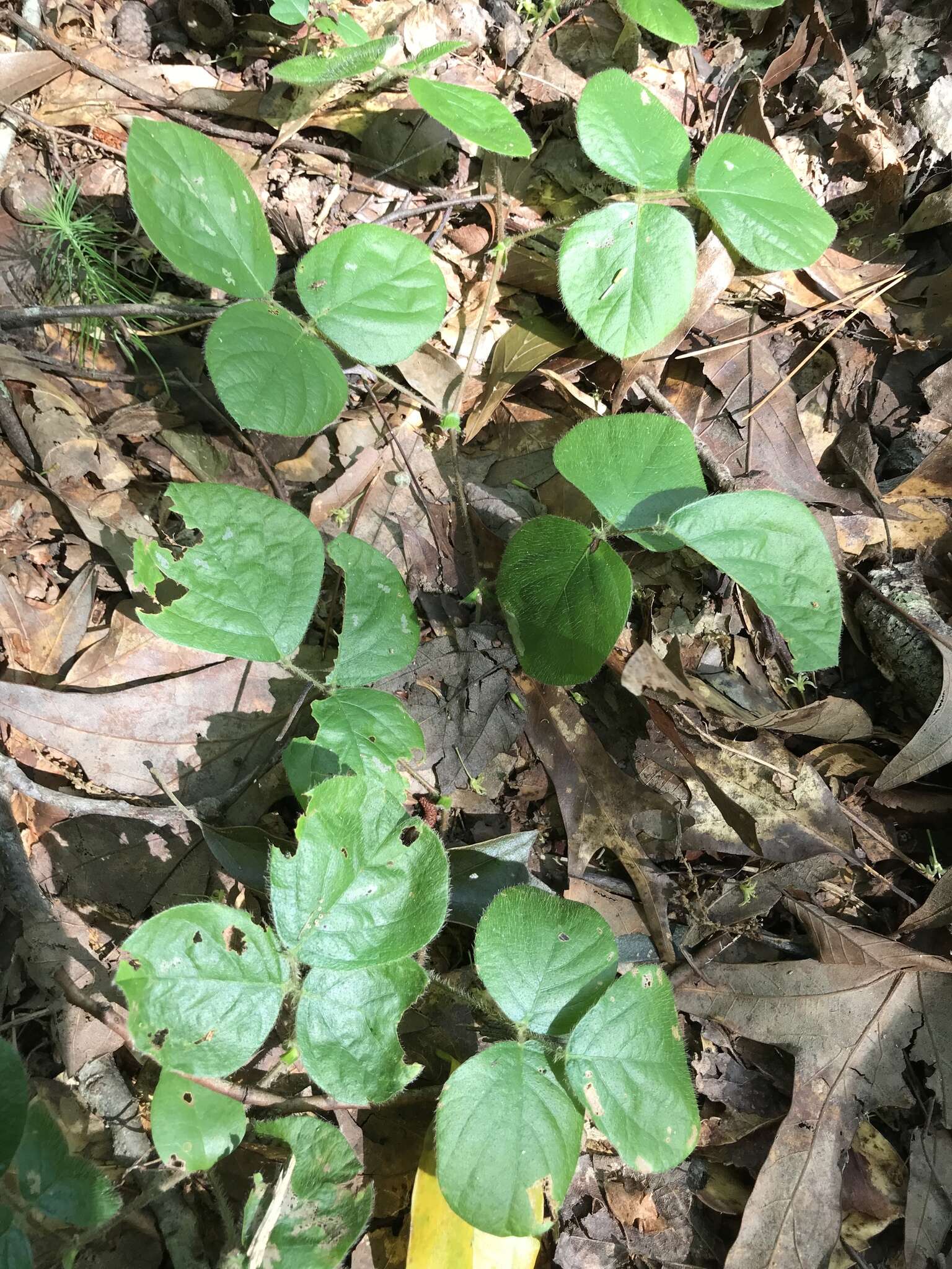 Sivun Desmodium rotundifolium (Michx.) DC. kuva