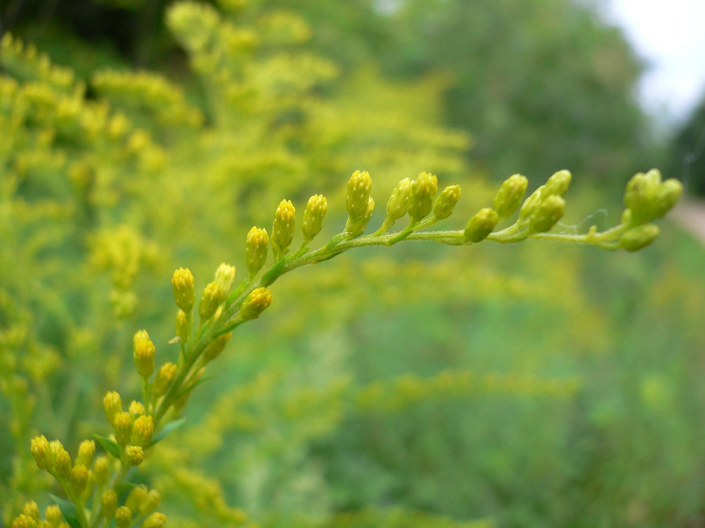 Solidago canadensis L. resmi