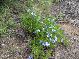 Plancia ëd Halgania cyanea Lindley