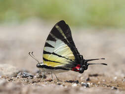 Sivun Graphium stratiotes (Grose-Smith 1887) kuva