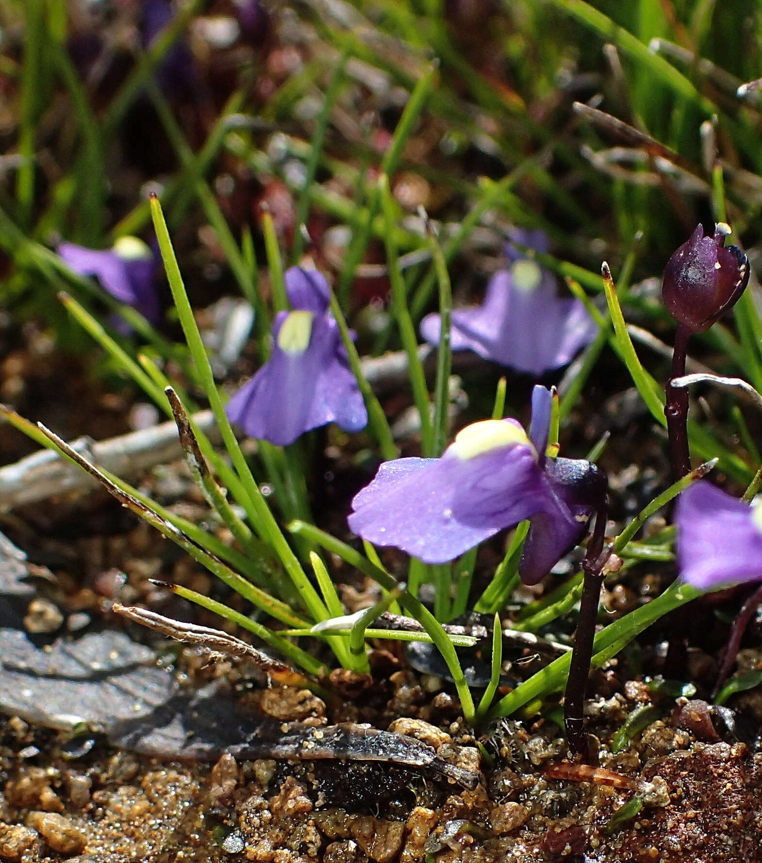 Image of Utricularia dichotoma subsp. monanthos