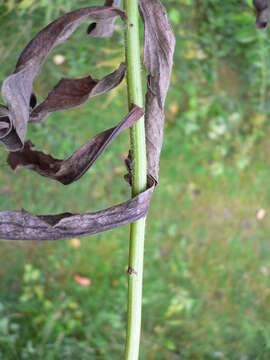 Solidago canadensis L. resmi