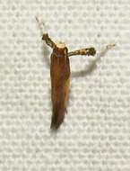 Image of Azalea leafminer