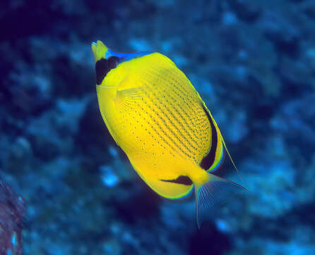 Image of Decorated Butterflyfish