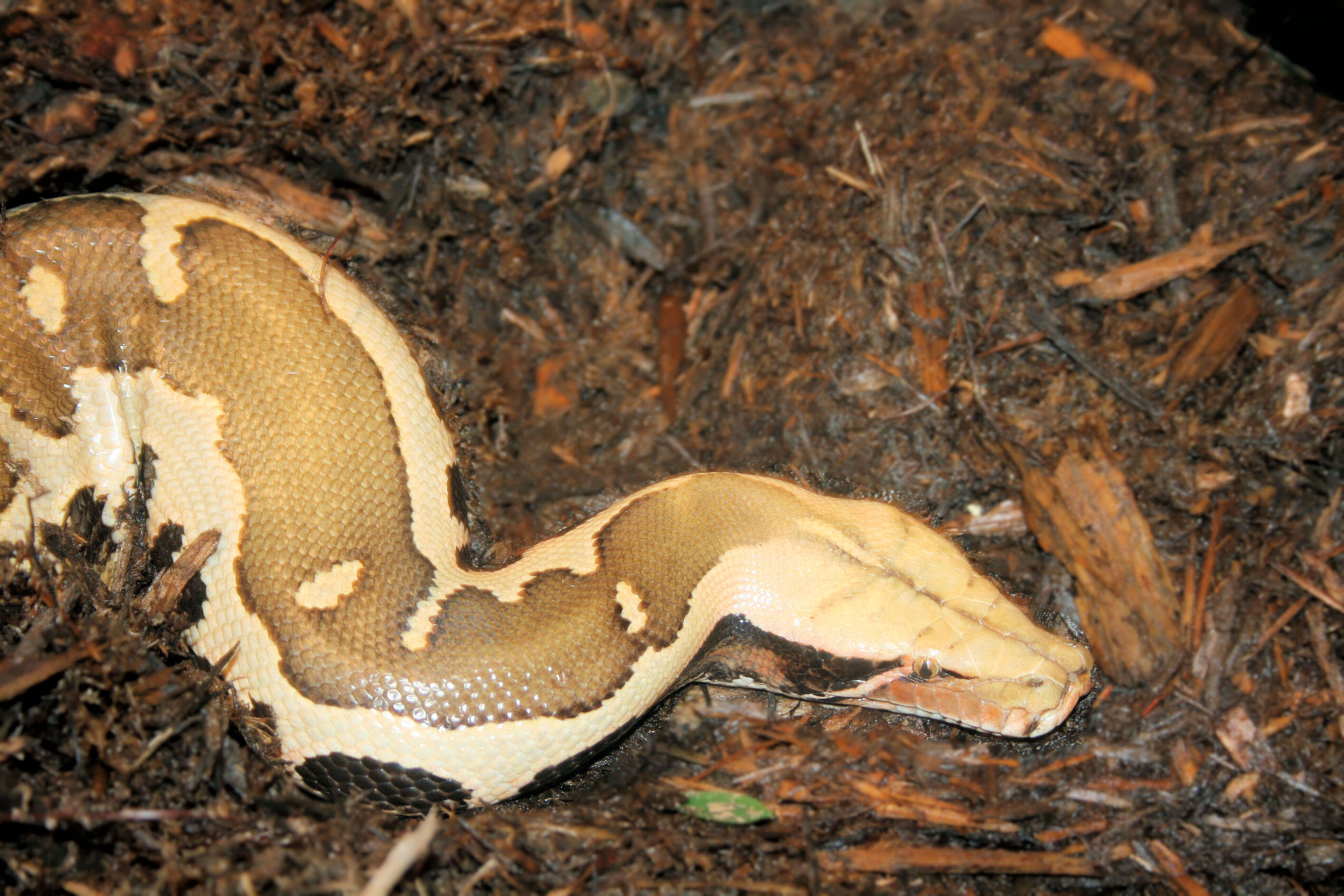 Image de Python breitensteini Steindachner 1880