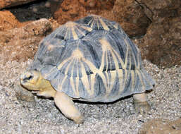 Image of Typical Tortoises