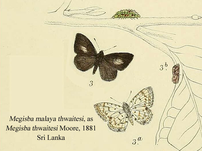 Imagem de Megisba malaya (Horsfield 1828)