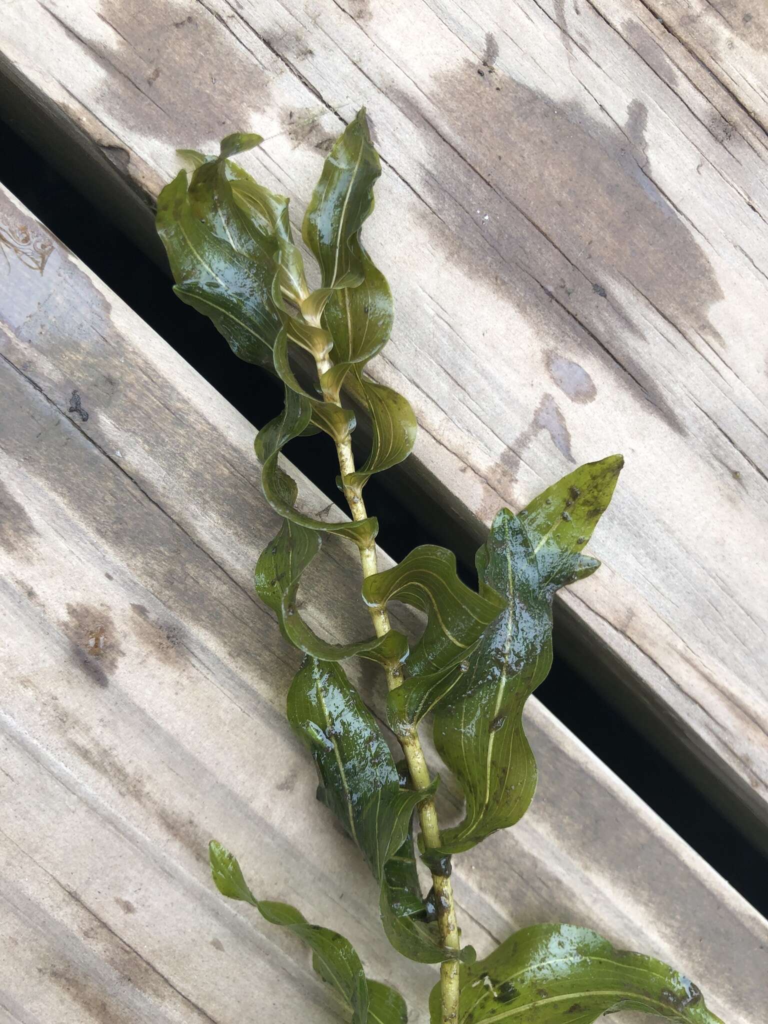 Image of Richardson's pondweed