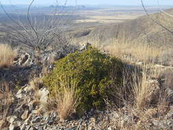 Sivun Rhus virens var. choriophylla (Wooton & Standl.) L. D. Benson kuva