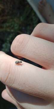 Image of Small lucerne weevil