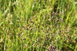 Image of Juncus exsertus Buch.