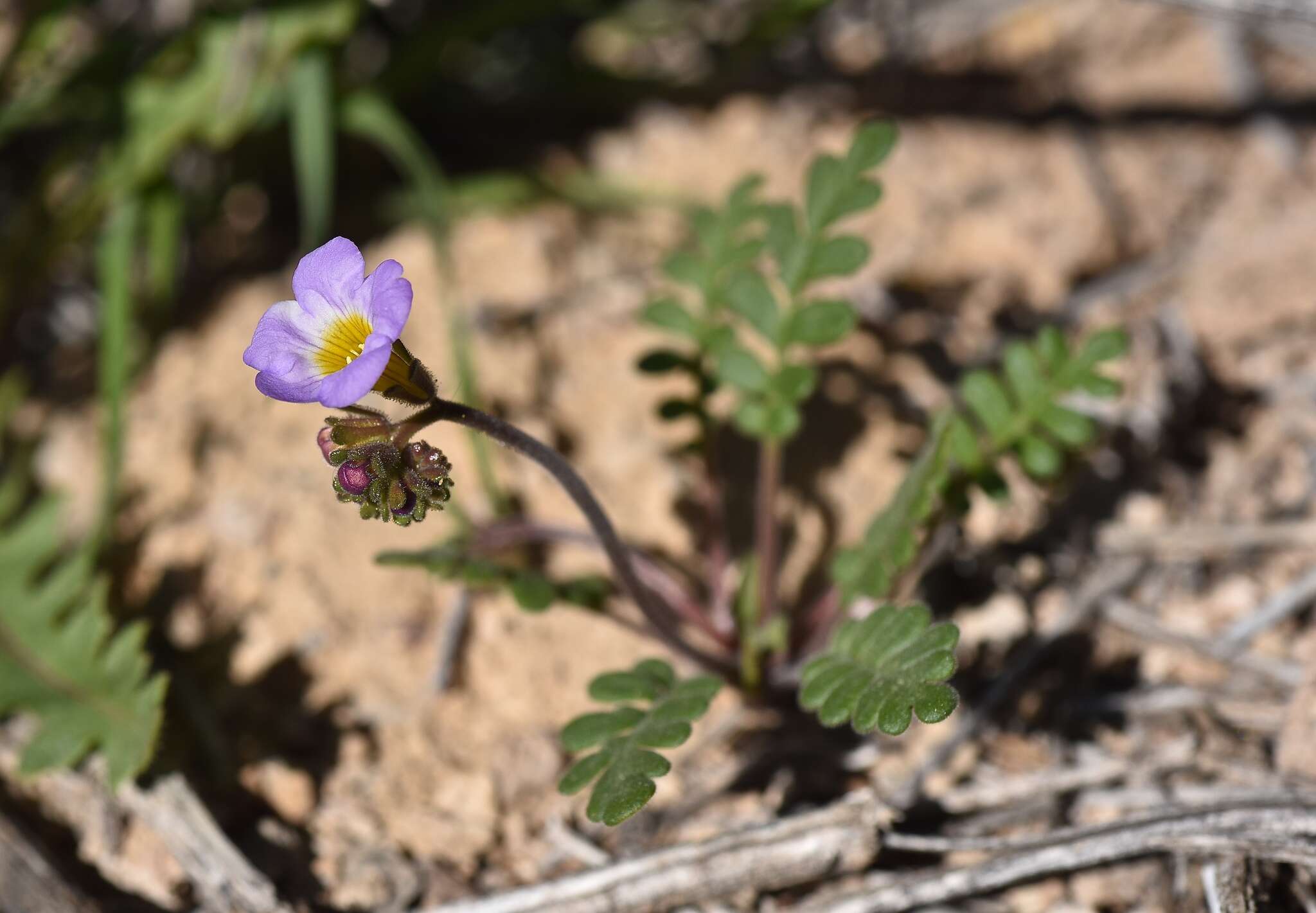 Image of Fremont's phacelia