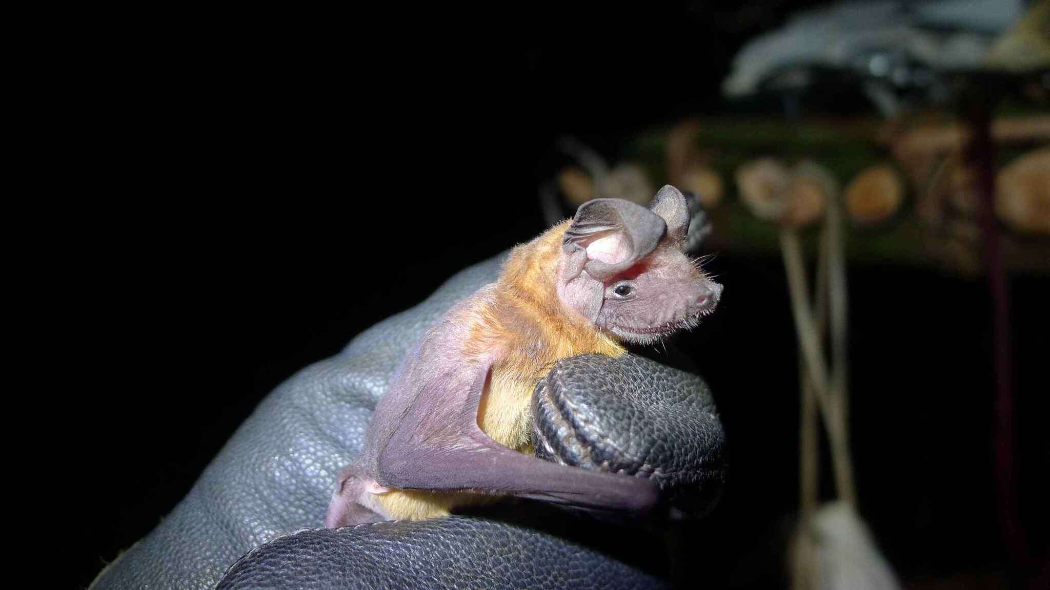 Image of Dwarf Free-tailed Bat