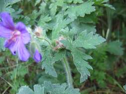 Image of Geranium × magnificum