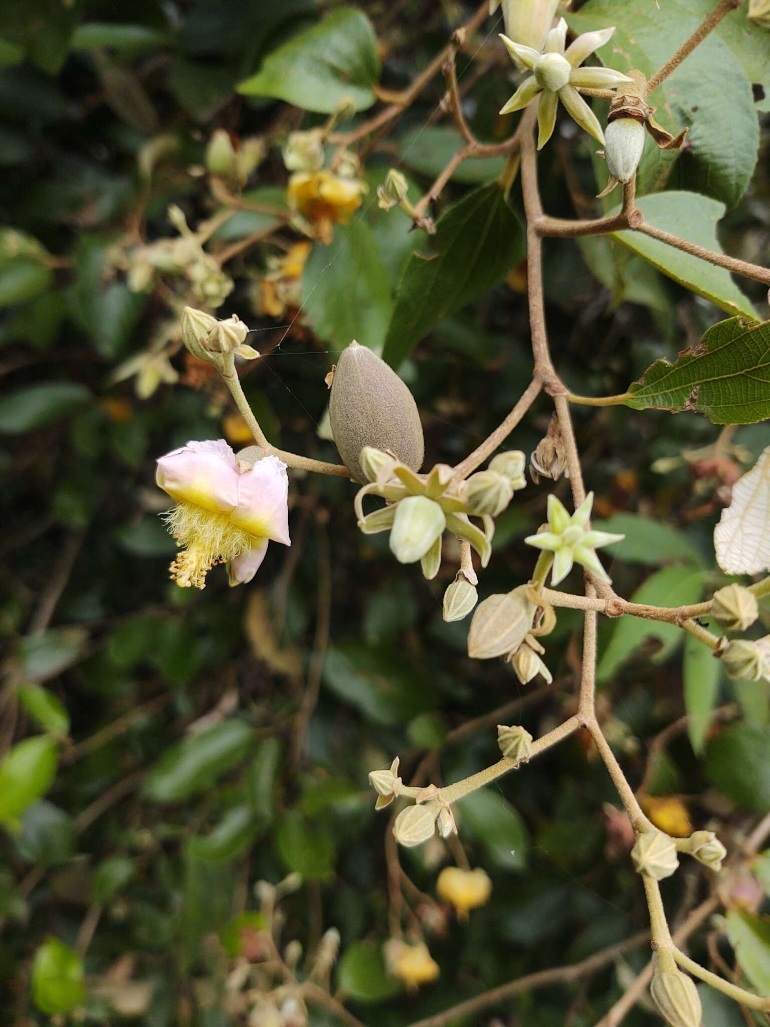 Image of Luehea divaricata Mart.