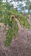 Image of Stryphnodendron rotundifolium Mart.