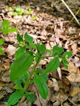 Слика од Lithospermum tuberosum Rugel ex A. DC.