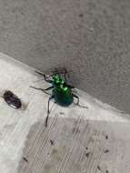 Слика од Calosoma (Calosoma) aurocinctum Chaudoir 1850