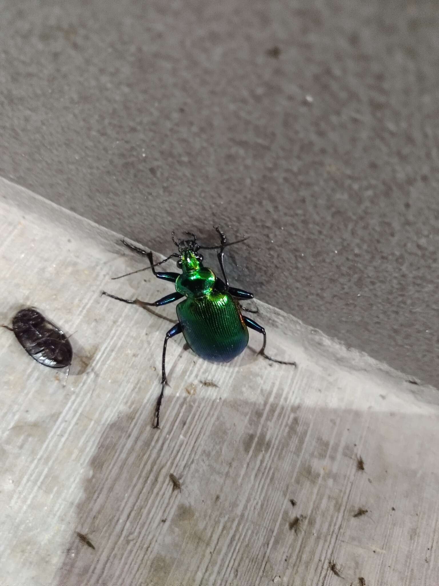 Sivun Calosoma (Calosoma) aurocinctum Chaudoir 1850 kuva