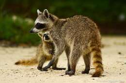 Image of Cozumel Island Raccoon