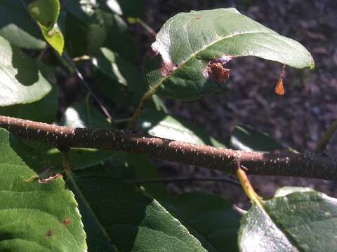 Image of Alabama cherry