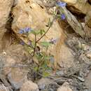 Image of Echium petiolatum Barratte & Coincy