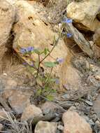 Plancia ëd Echium petiolatum Barratte & Coincy