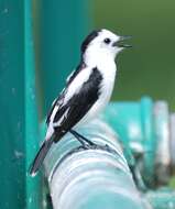 Image of Pied Water Tyrant