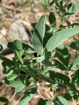 Image of Crotalaria damarensis Engl.