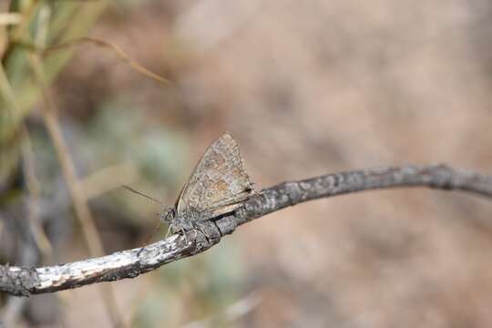 Theclinesthes albocincta (Waterhouse 1903) resmi