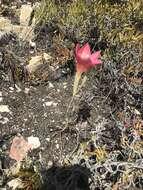 Plancia ëd Gladiolus carmineus C. H. Wright