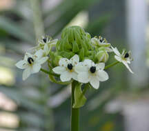 Слика од Ornithogalum saundersiae Baker