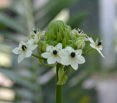 Image of Ornithogalum saundersiae Baker