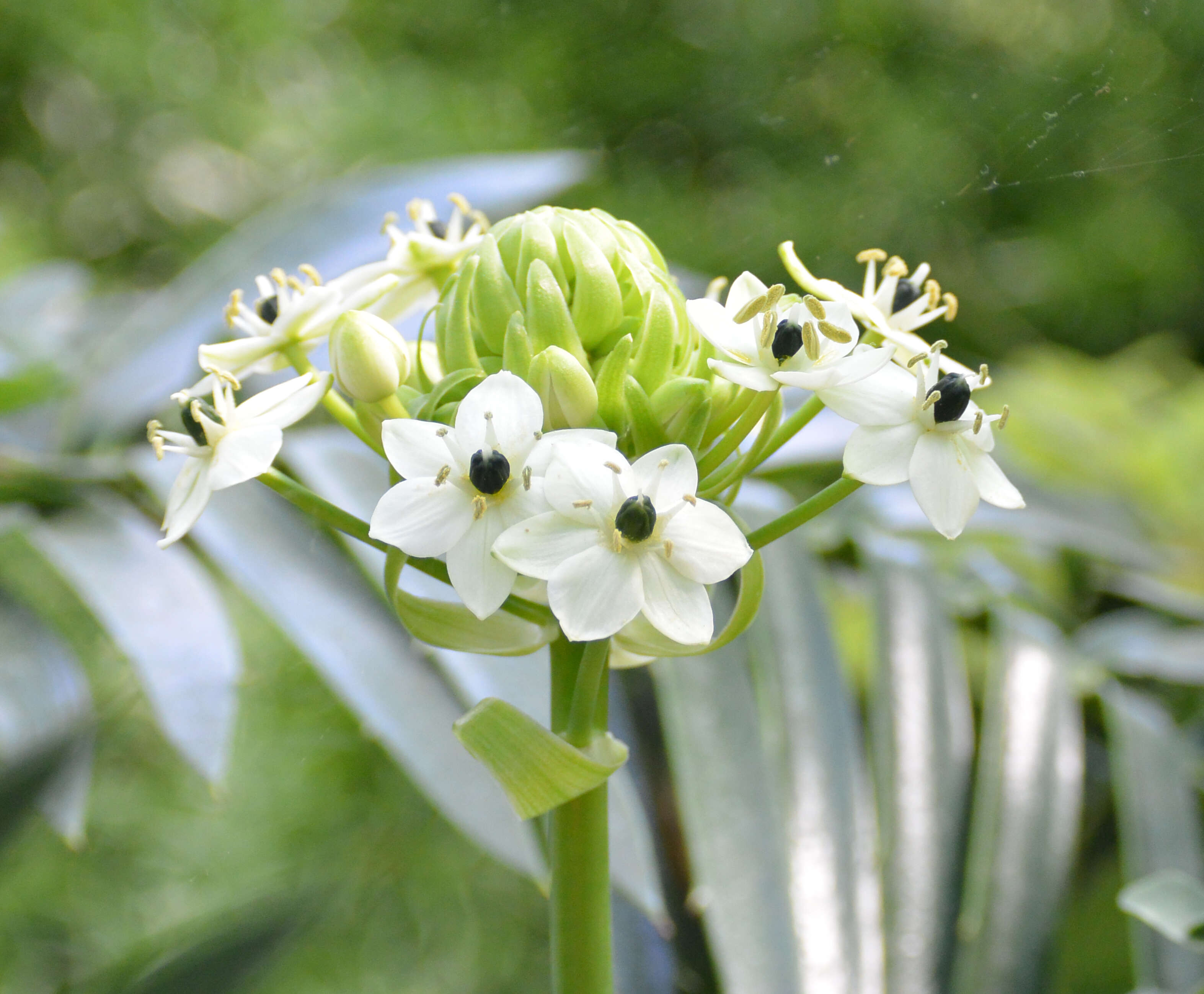 Image of Ornithogalum saundersiae Baker