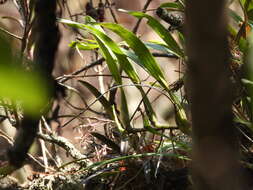 Plancia ëd Epidendrum anisatum Lex.