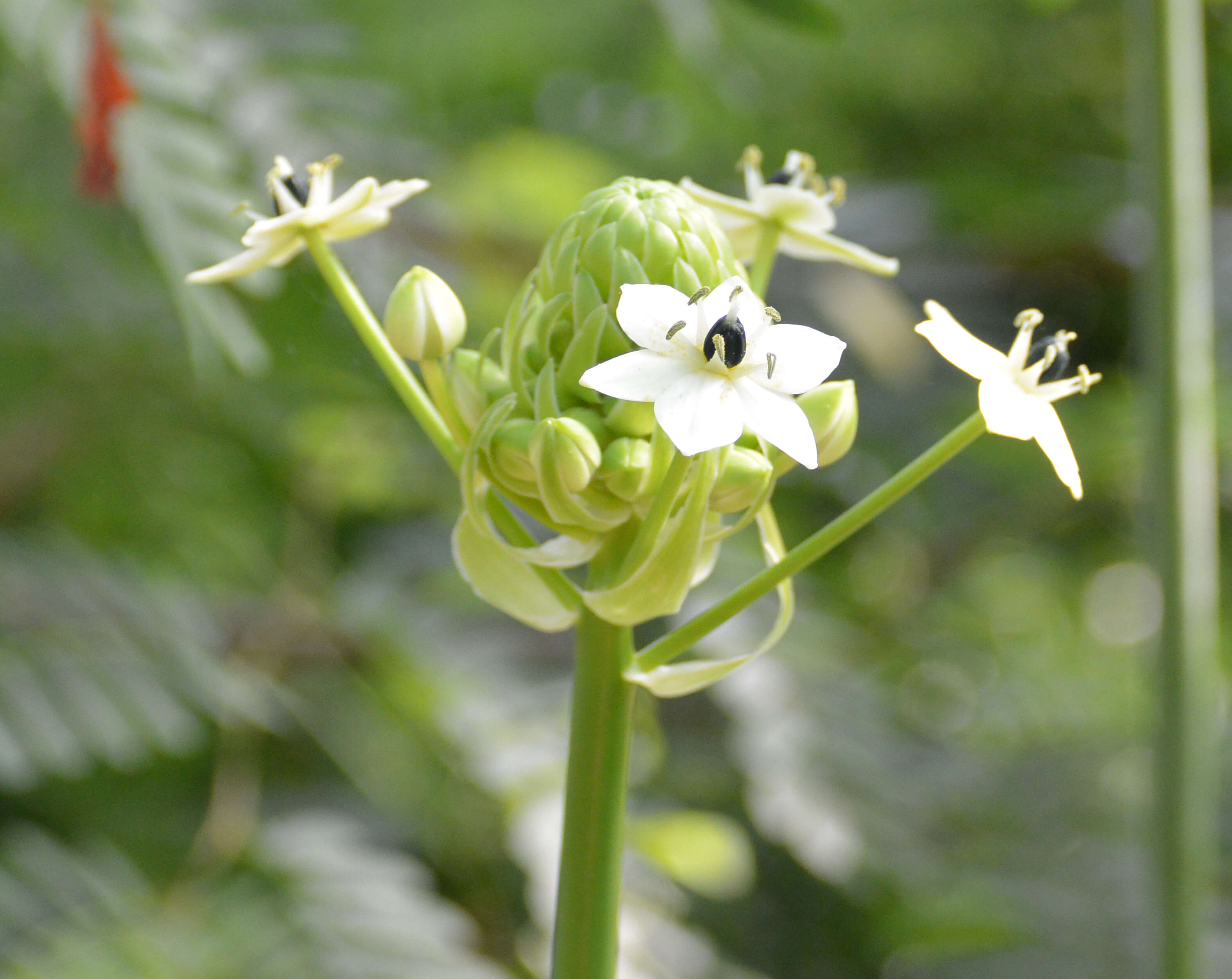 Слика од Ornithogalum saundersiae Baker