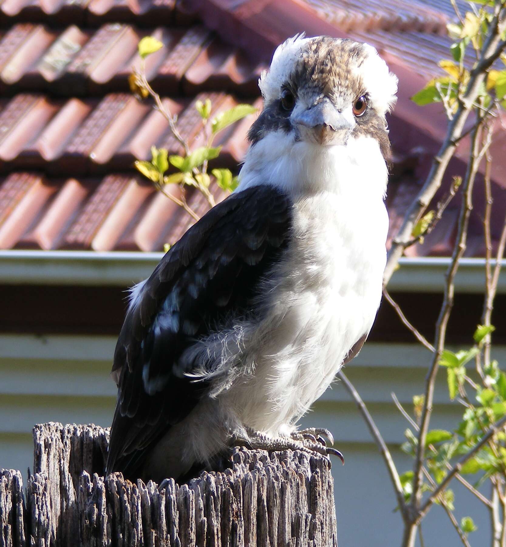 Image of Kookaburra