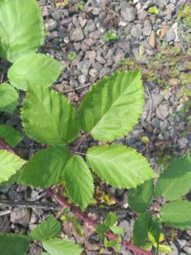 Image of Rubus procerus P. J. Müll. ex Genev.